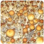 Псилоцибиновые (галлюциногенные)  грибы Psilocybin "Golden Teacher" в Астрахани